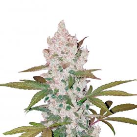 Girl Scout Cookies Autoflowering Feminised Seeds